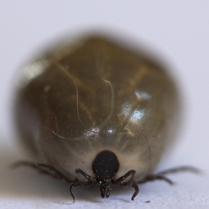 Borreliose